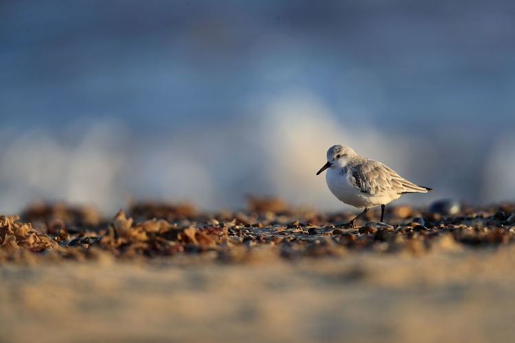 A sanderling on a beach