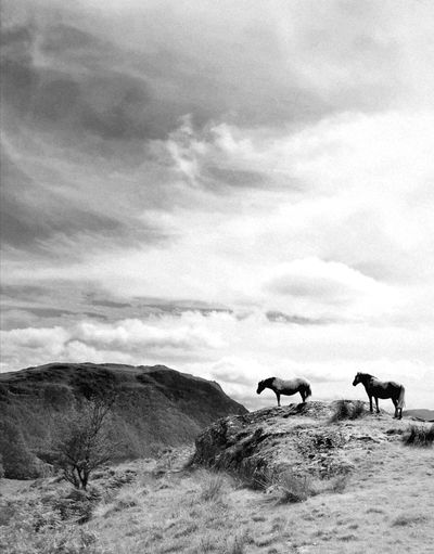 Group of horses on landscape