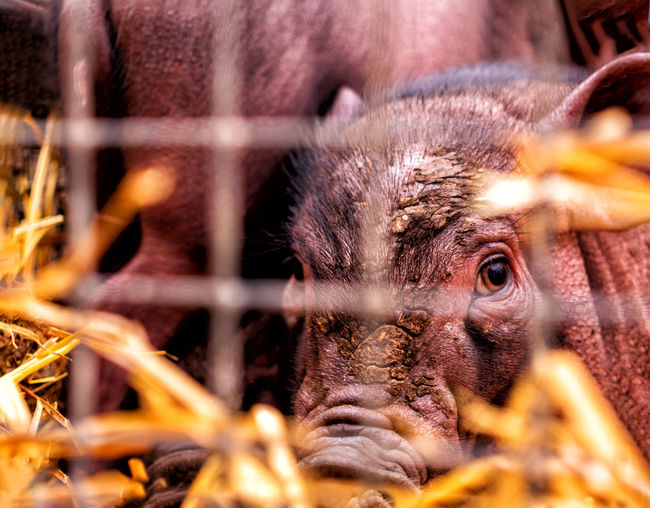Close-up of monkey in cage