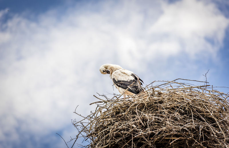 Stork in its nest