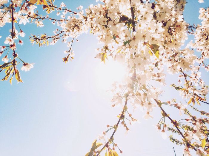 Apple blossoms in spring