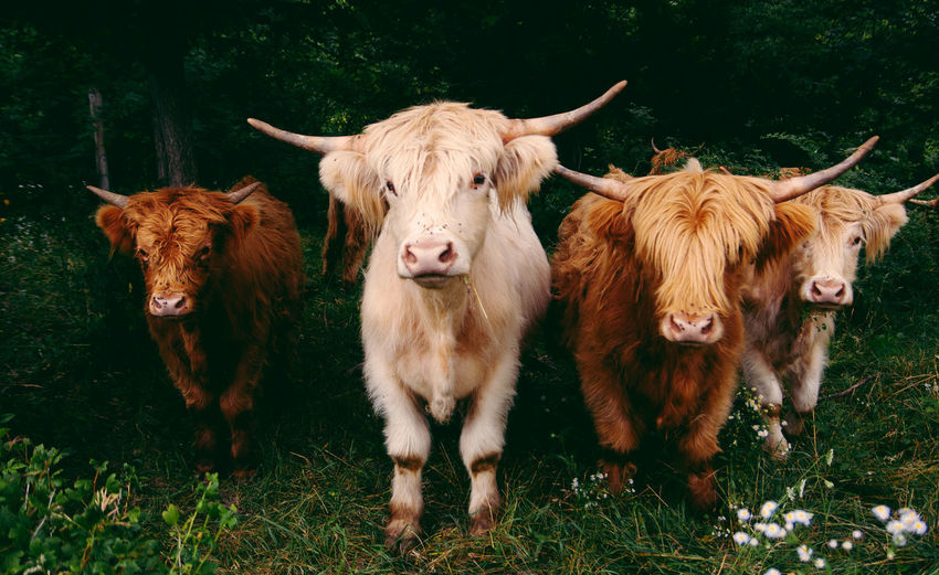 Portrait of highland cattle on field