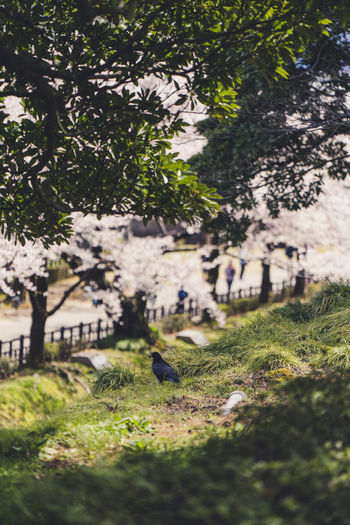 Trees in park