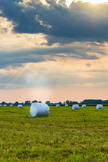 Haylage bales wrapped in white foil on meadow will provide food for farm animals during the winter