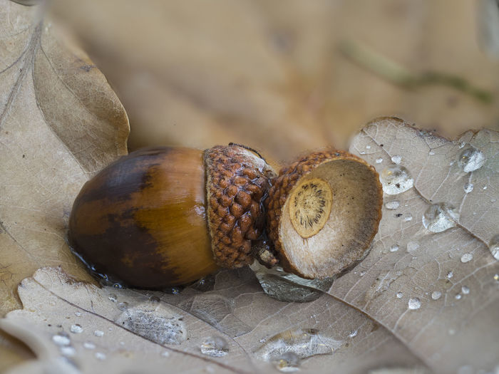 Close-up of acorn on leaf