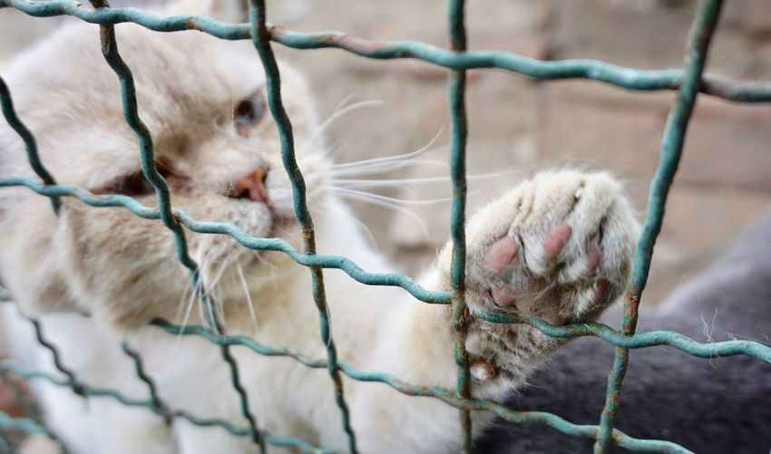 Close-up of a cat in cage with paw close-up