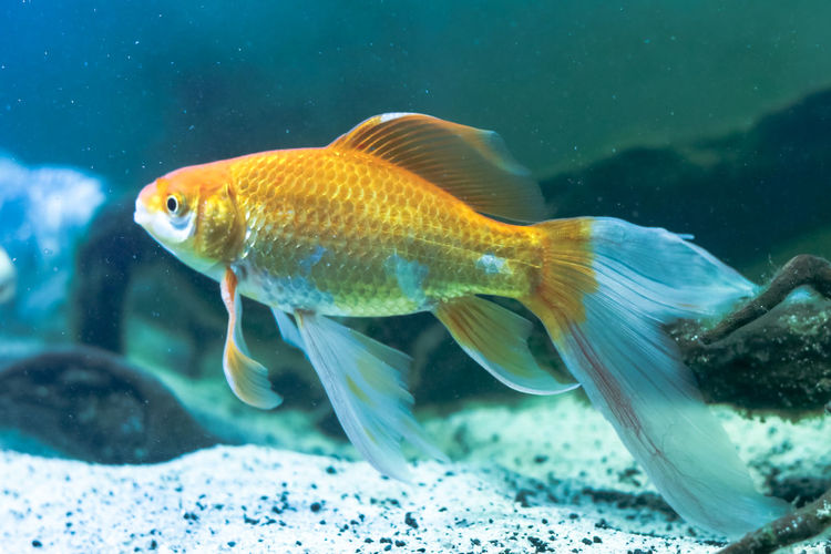 Fish swimming in sea