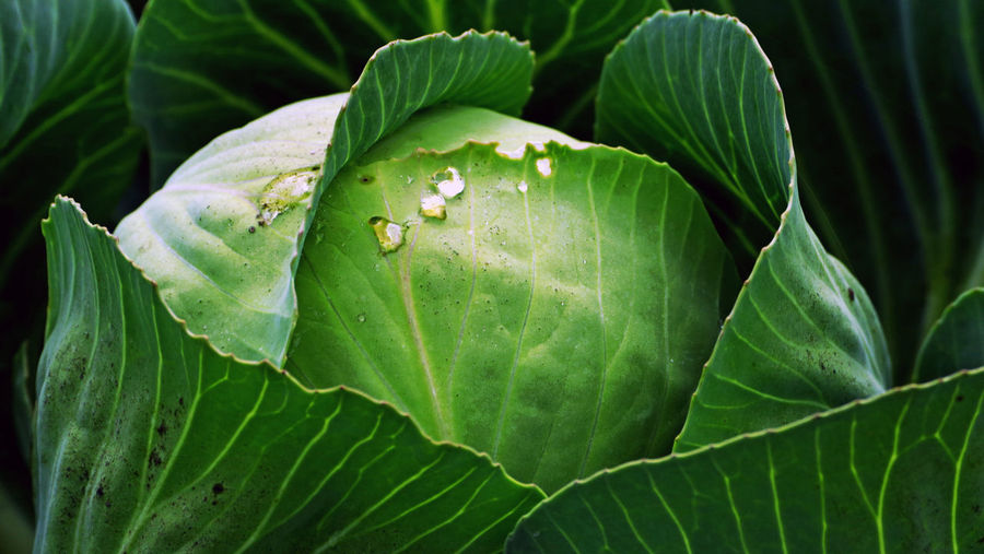Close-up of waterdrops on leaves