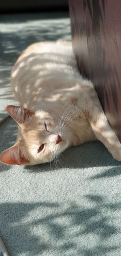 Close-up of a cat sleeping