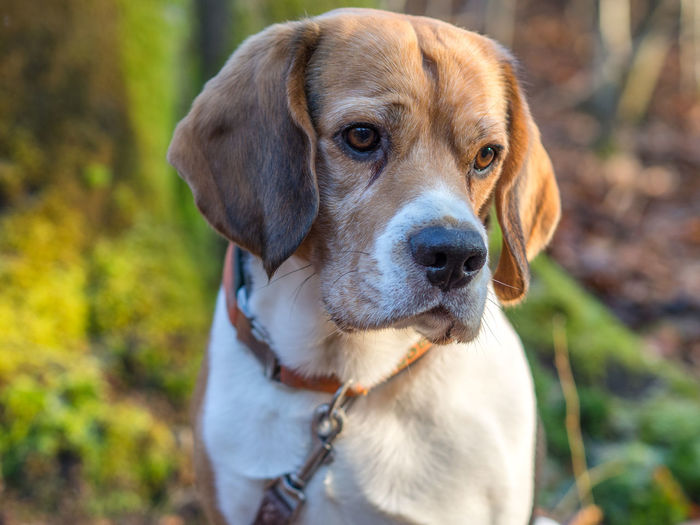 Close-up portrait of dog