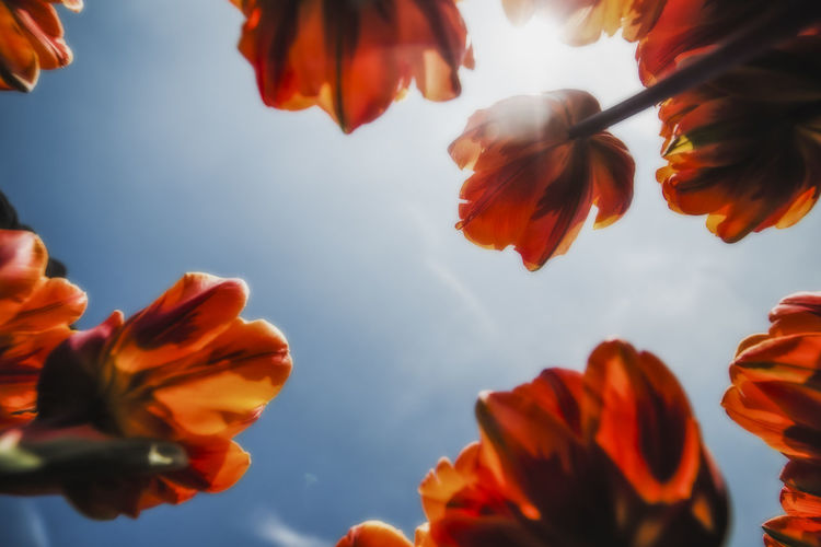Low angle view of orange flowers against sky