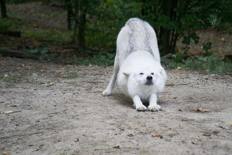 White puppy on a field
