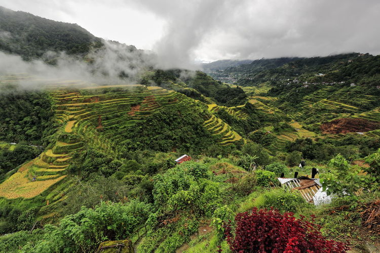 0187 the banaue village cluster of the rice terraces of the philippine cordilleras. ifugao prov.-ph