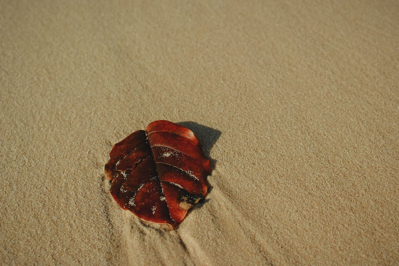 High angle view of red leaf on sand