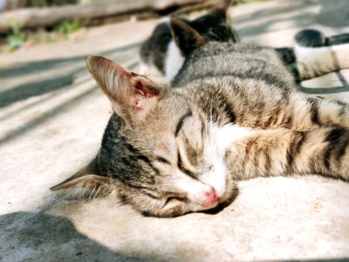 Close-up of a cat sleeping in sun shade