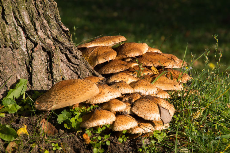 Close-up of mushroom growing by tree trunk