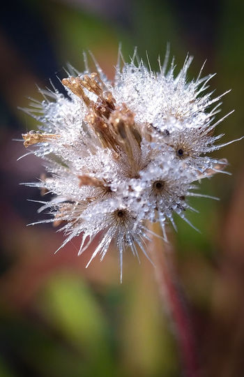 Close-up of wilted dandelion flower