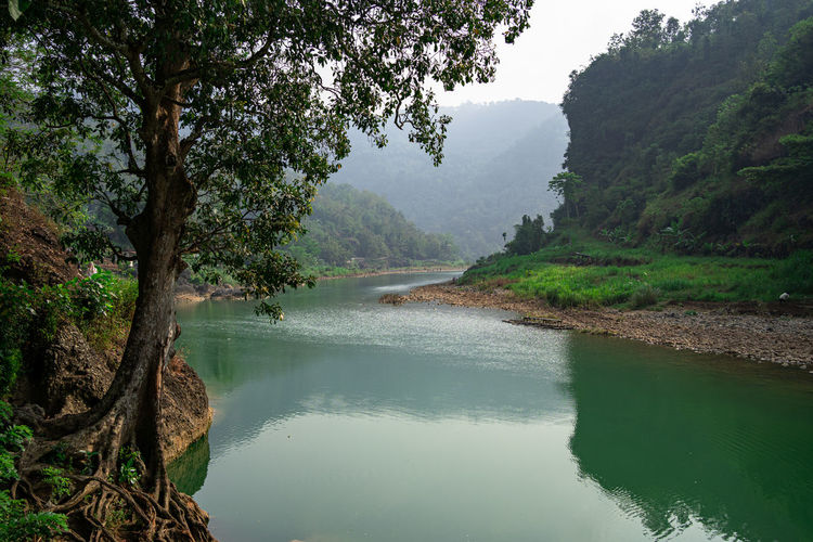 Scenic view of river amidst trees