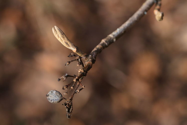 Close-up of dried plant