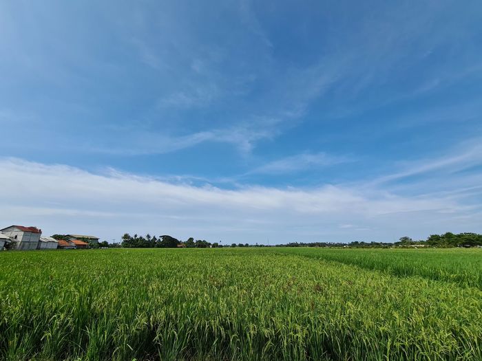 Scenic view of agricultural field against blue sky