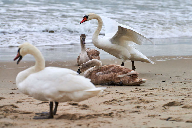 Beautiful white mute swans with brown cygnets resting on beach. flock of waterfowl in wild nature