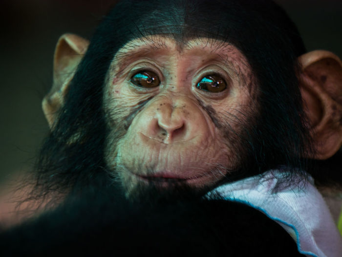 Child chimpanzee is looking camera