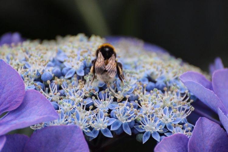 Close-up of bumblebee on hydrangea blooming outdoors