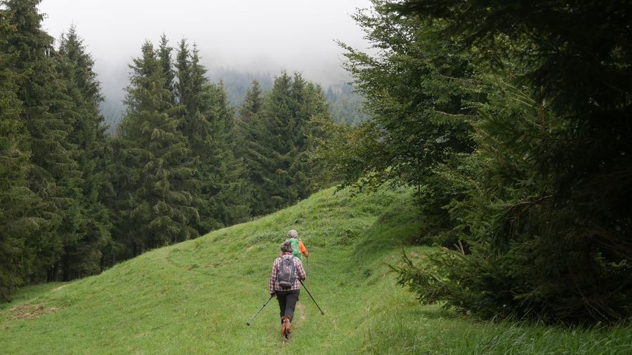 Full length rear view of man walking in forest