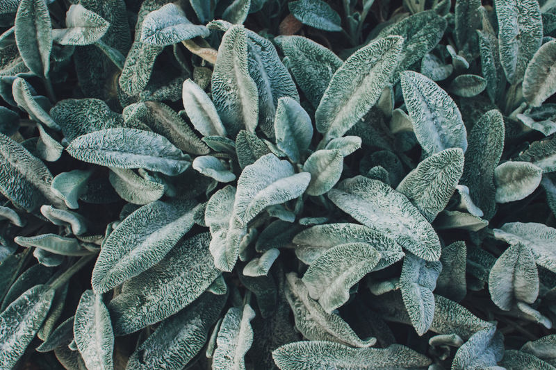 Lambs ears, turkish lambs ear, stachys byzantine, woolly hedgenettle close up. garden background