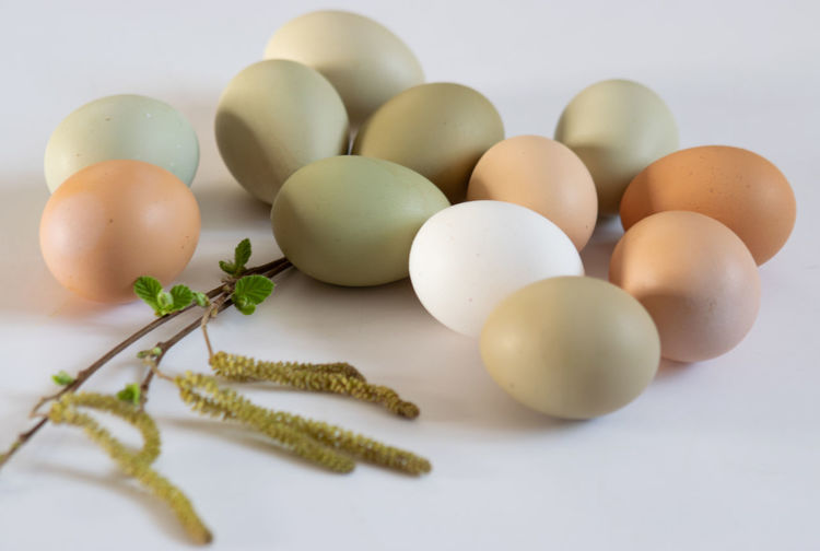 egg