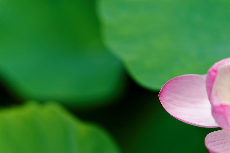 Cropped water lily in pond