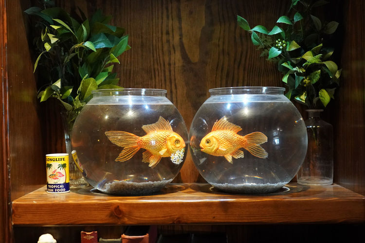 Close-up of fish in tanks on table at home