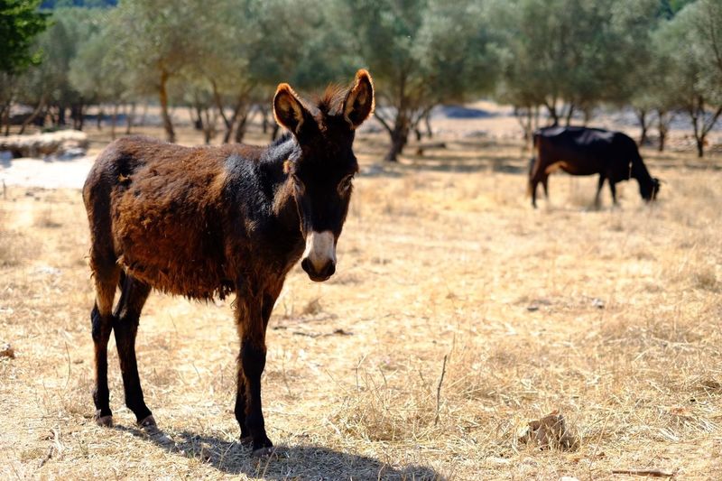 Donkey on field