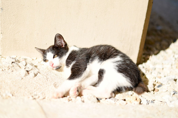 Cat relaxing outdoors