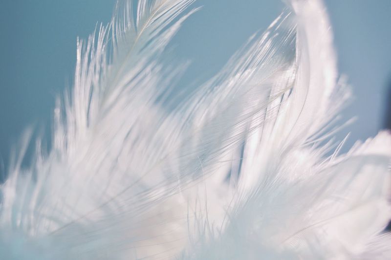 Feathers of dreamcatcher