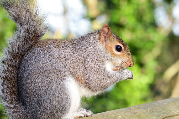 Side view of a greysquirrel sitting on a fence while eating a nut