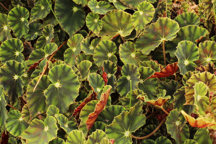 Full frame shot of fresh green leaves eyelash begonia