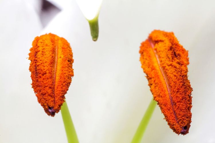 Close-up of orange etamines of lily flowe