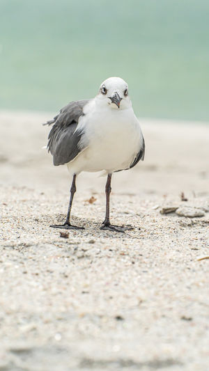 Close-up of seagull perching on land