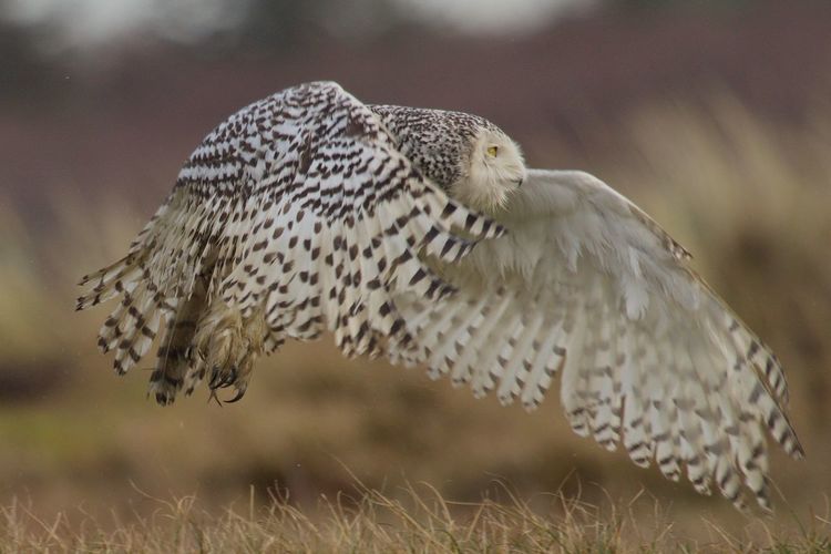 Snowy owl flying over field