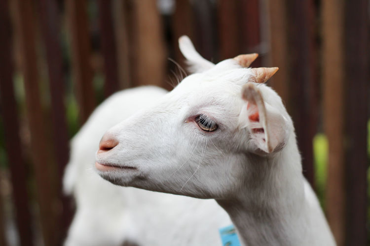 Close-up of baby goat