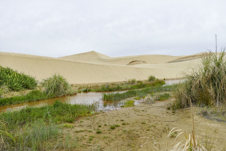 The te paki sand dunes on the northland peninsula of new zealand