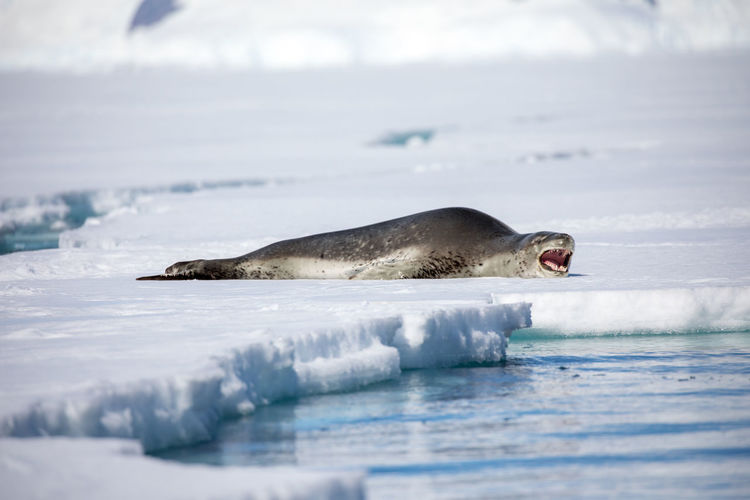 Seal on frozen sea