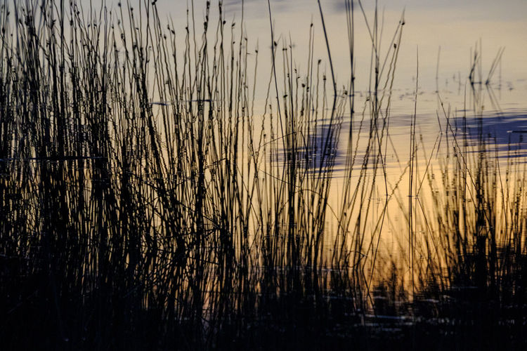 Close-up of silhouette plants against lake during sunset
