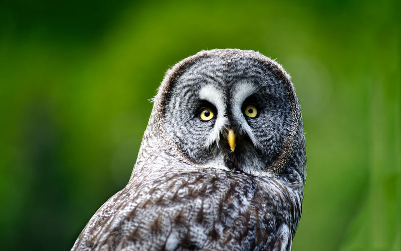 A close-up portrait of a great grey owl looking at the camera