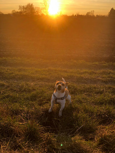 View of dog on field during sunset