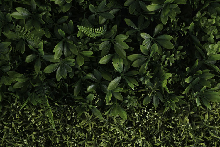 A close up of green leaves background. nature concept. copy space