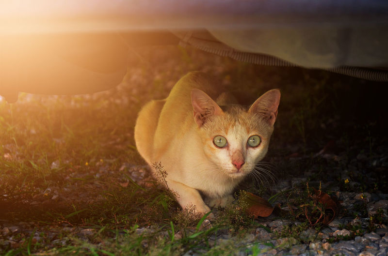 Portrait of cat lying on land