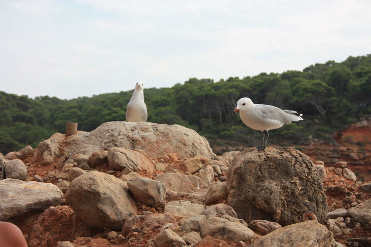 Seagulls perching on rock