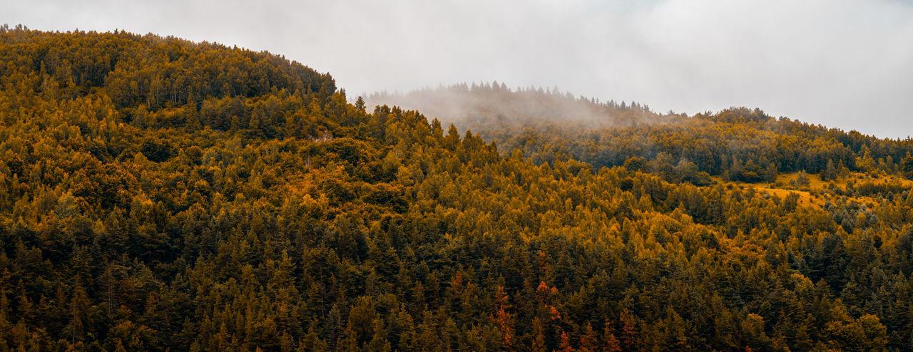 Autumn panoramic landscape of a hill forest in moieciu de jos, brasov, transylvania, romania.